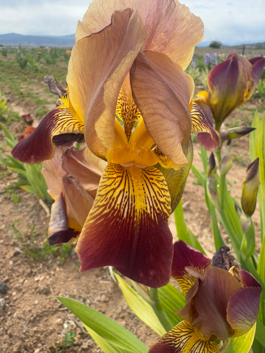 Noid 1.8 Red (42.28)