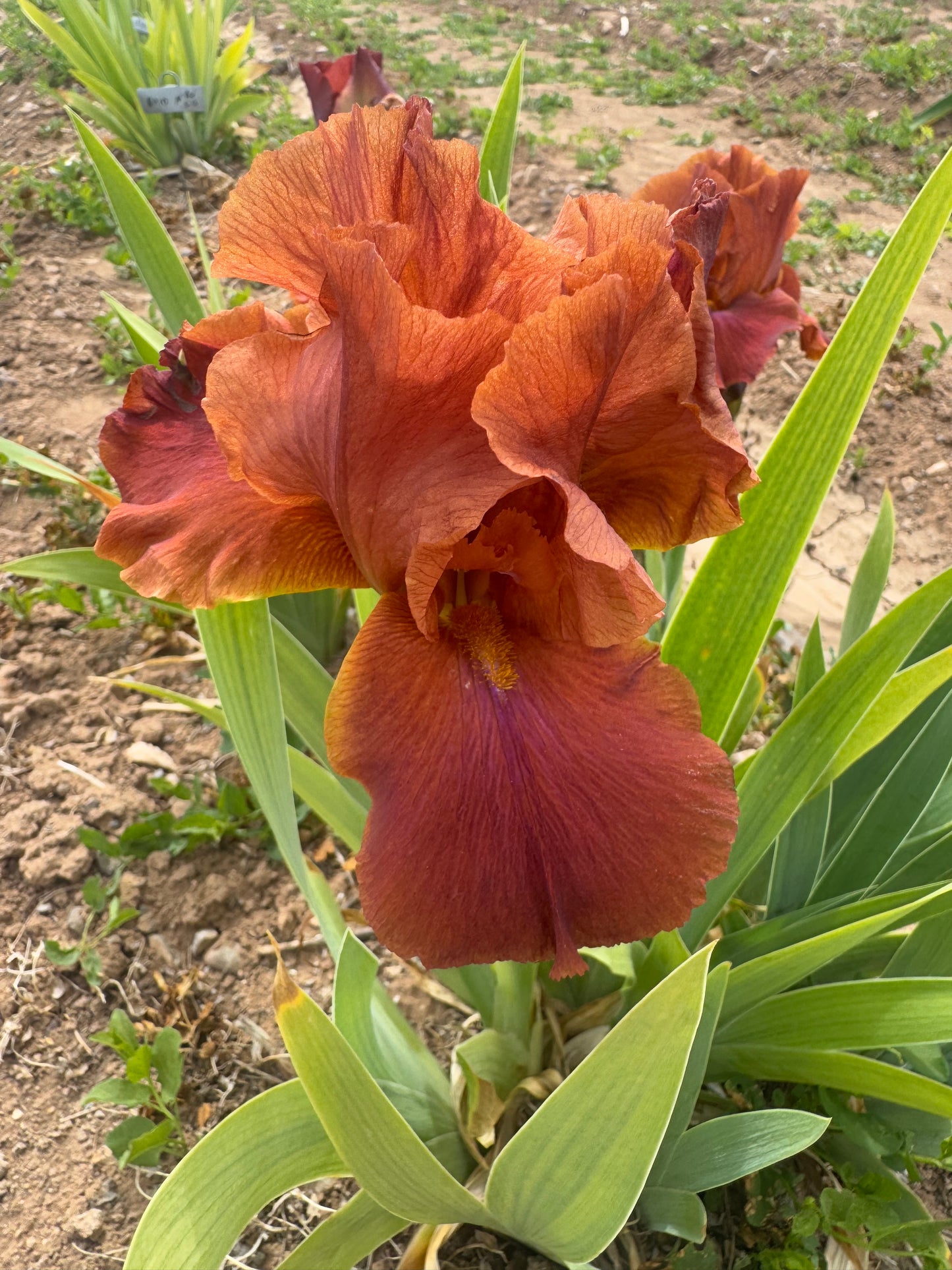 Noid Red 500 (42.29)