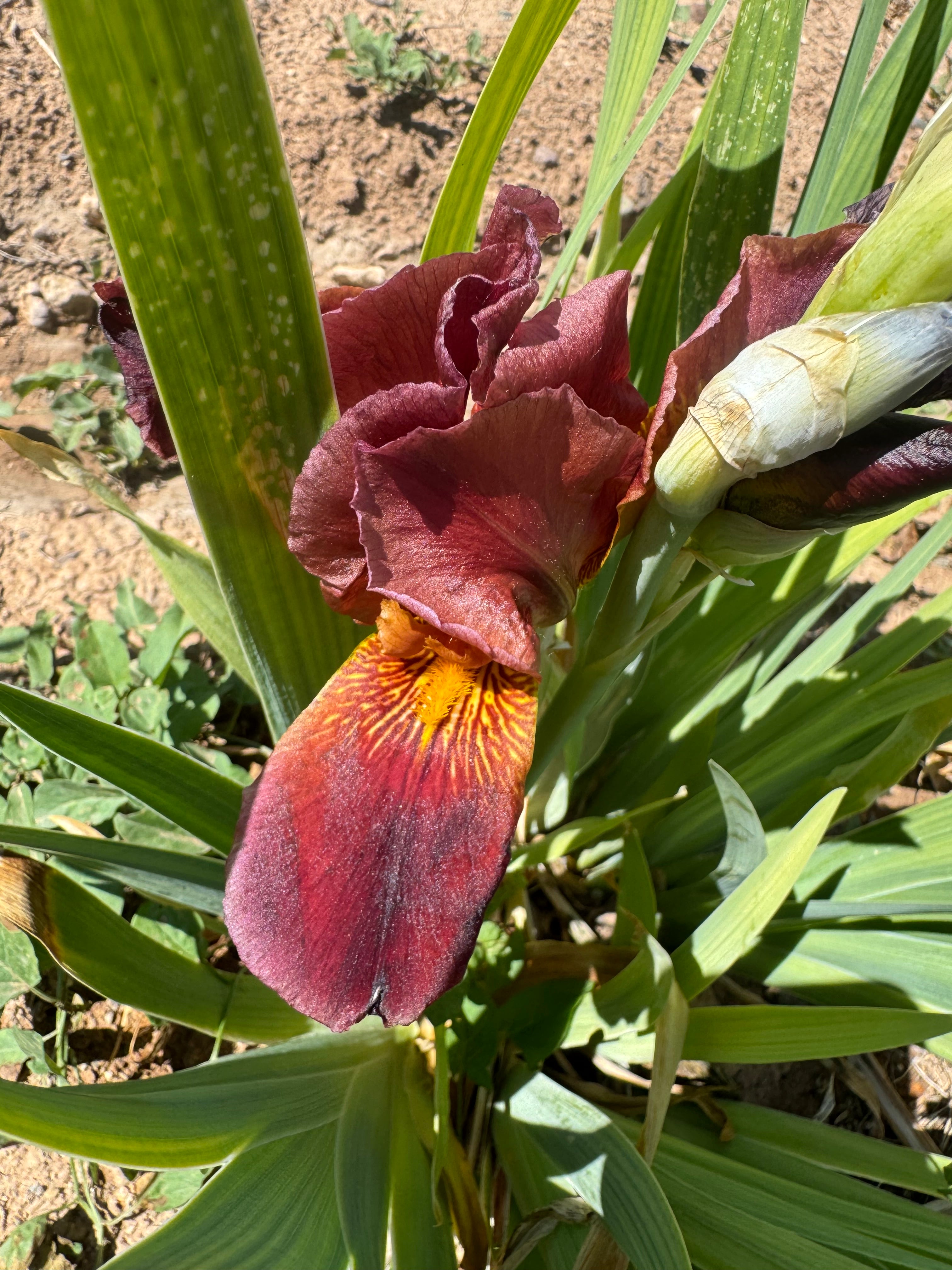 Noid Red 540 (42.27) – Ripple Effect Iris Farm