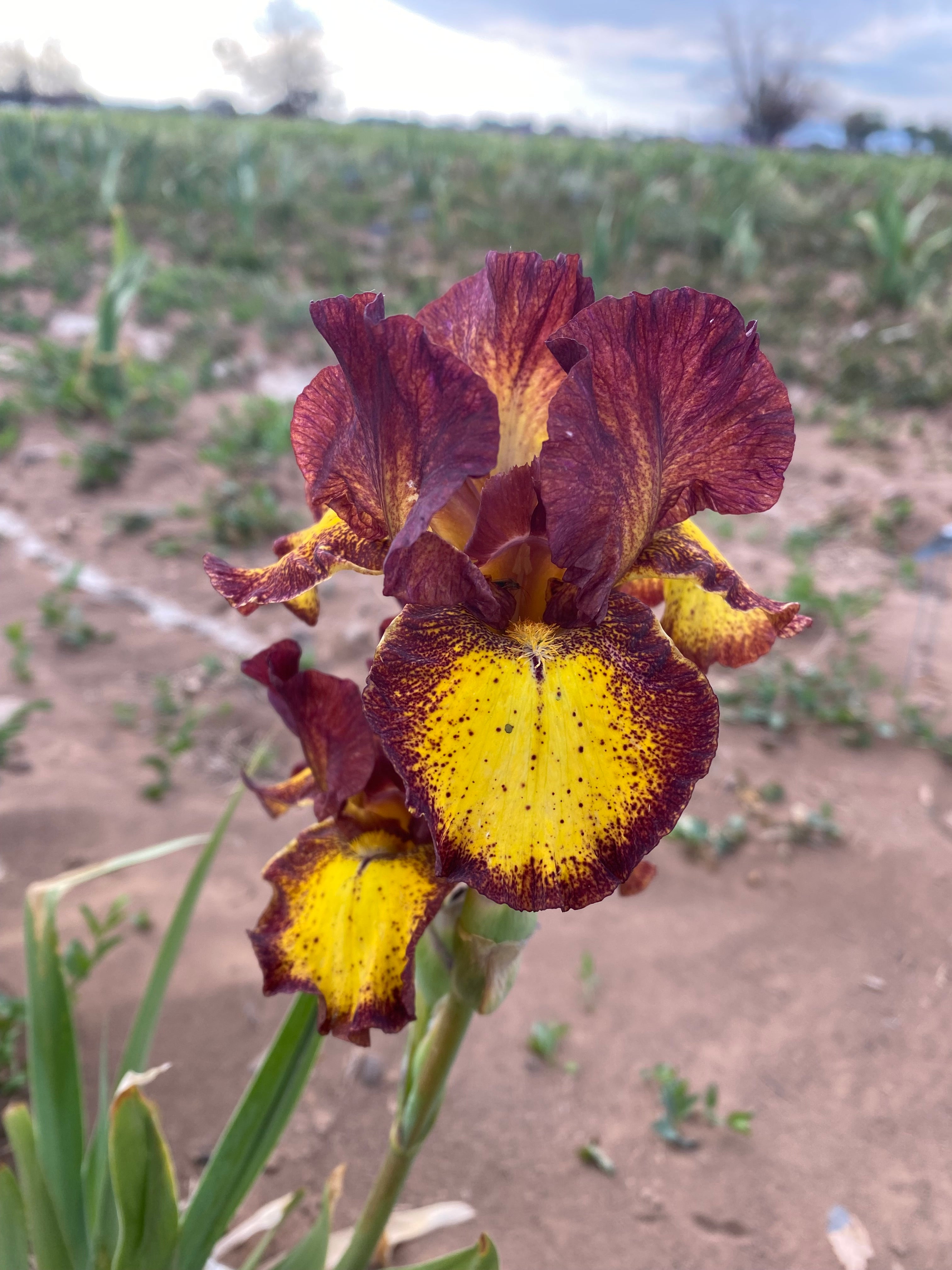 Red Hot Chili – Ripple Effect Iris Farm