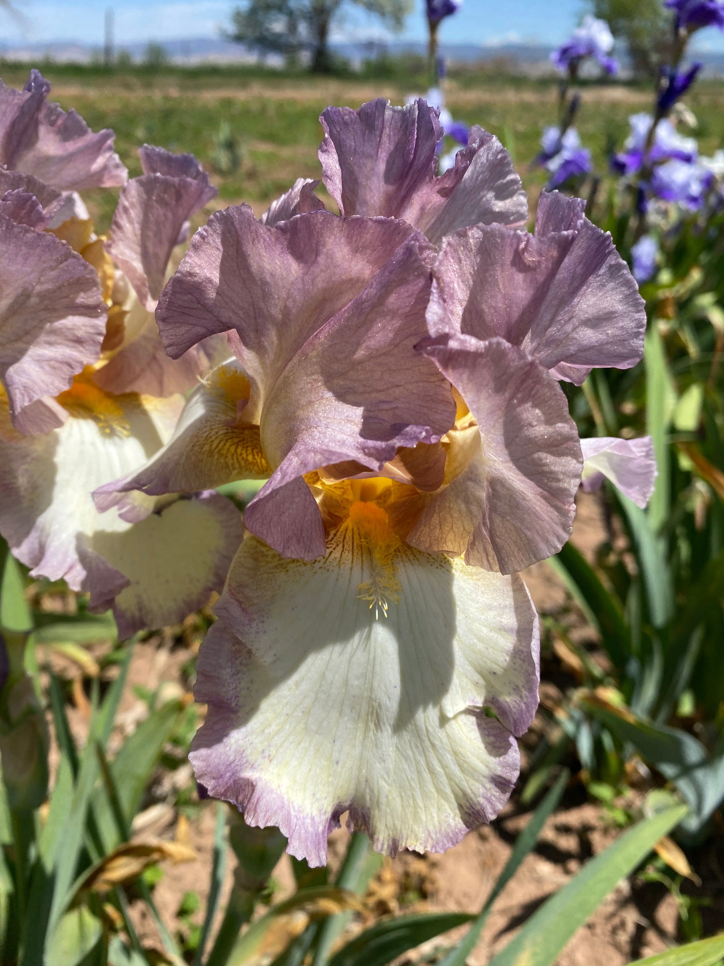 Smoke Rings – Ripple Effect Iris Farm