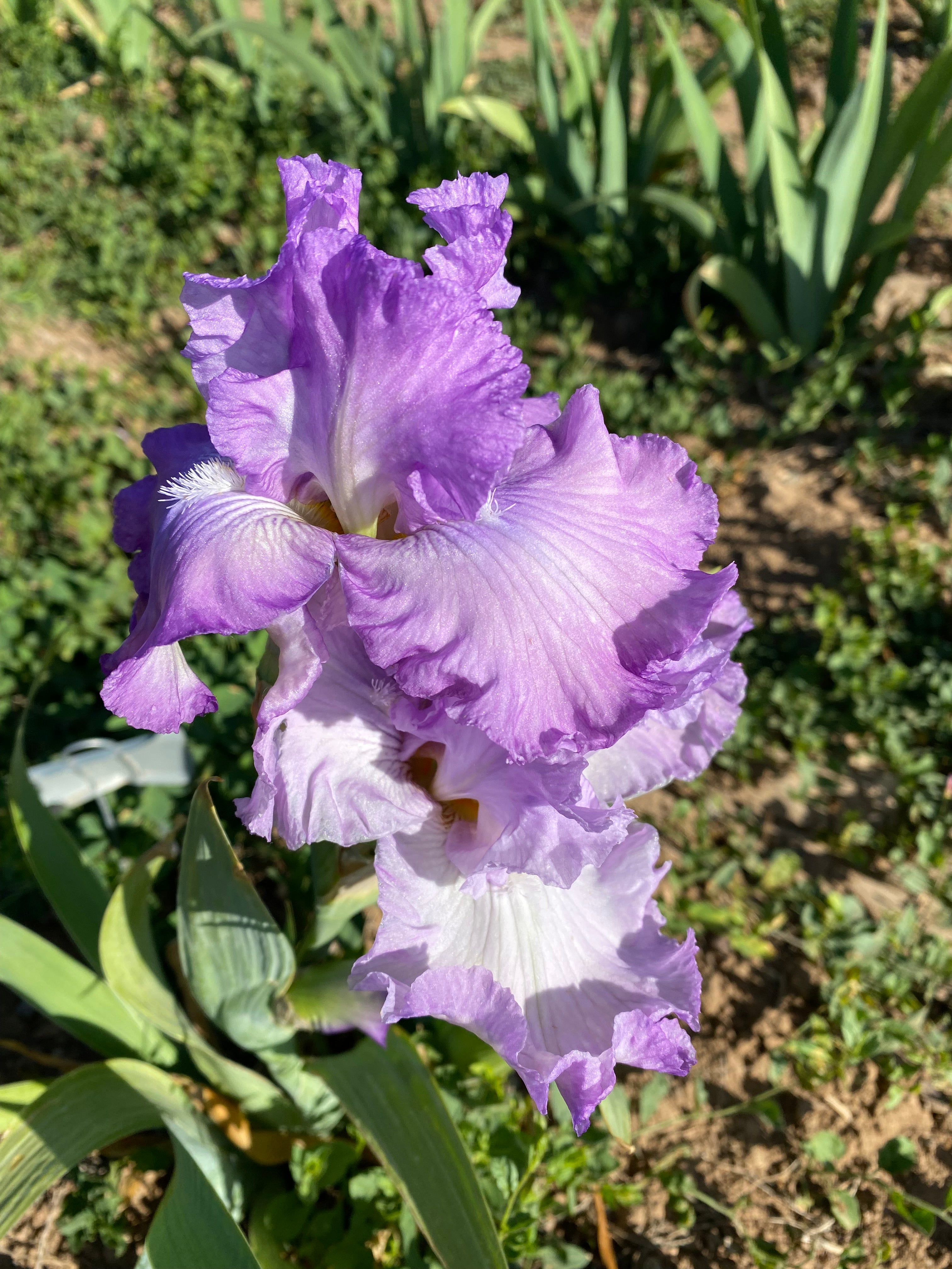 Spring Splendor Iris Spring Image – Ripple Effect Iris Farm