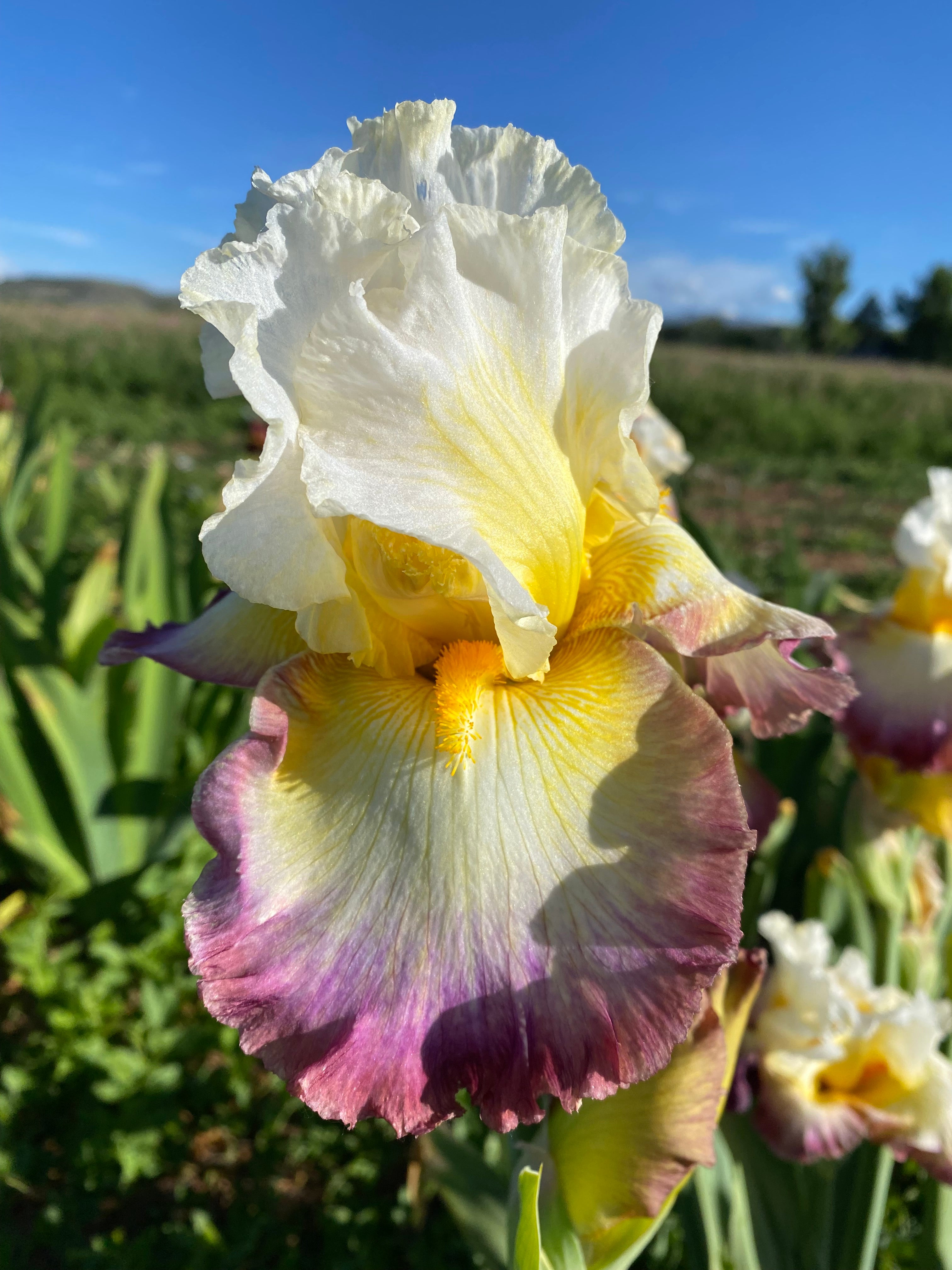 Starship Enterprise Ripple Effect Iris Farm Starship Enterprise Ripple Effect Iris Farm