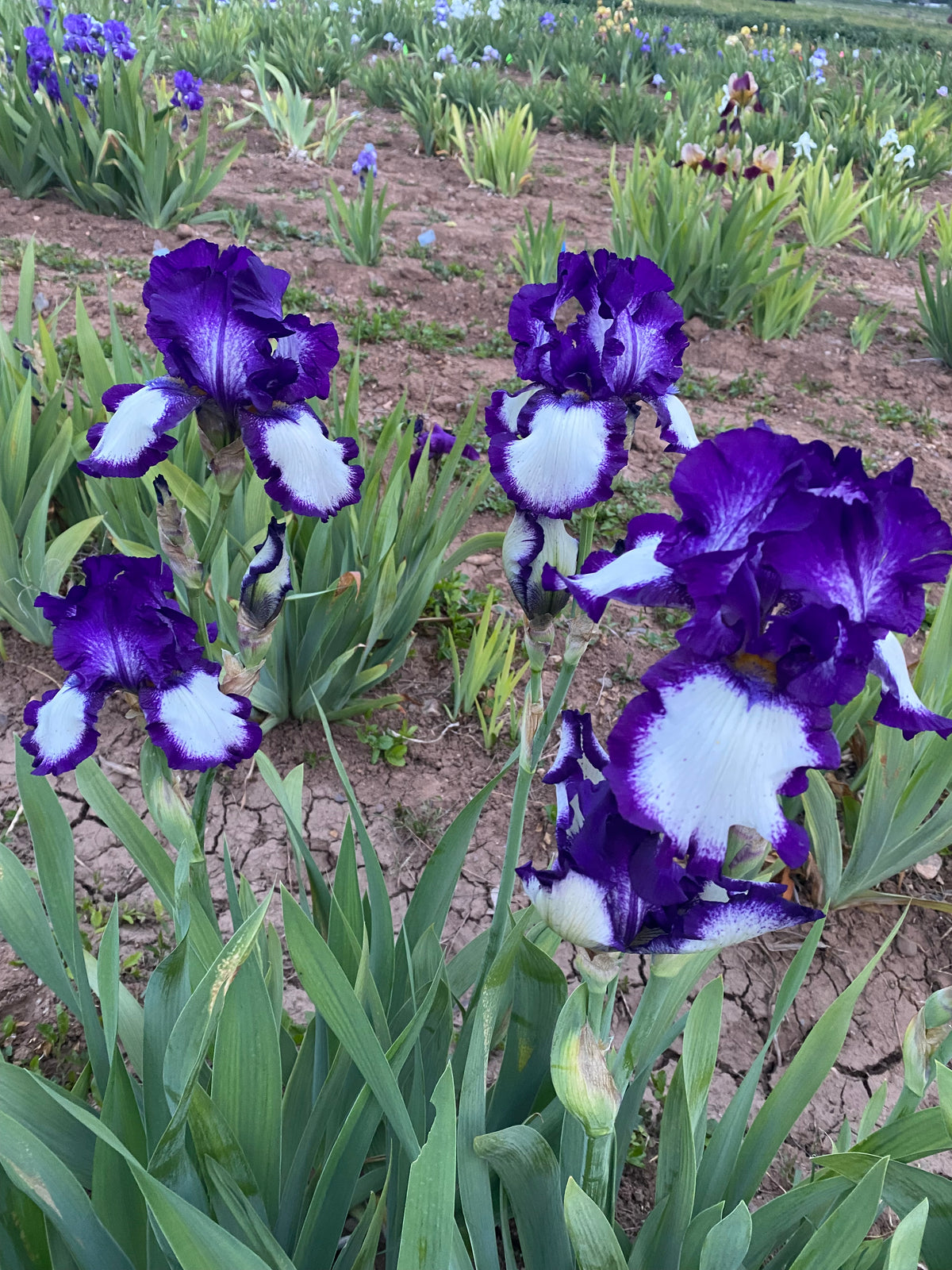 Stepping Ripple Stepping Out – Ripple Effect Iris Farm