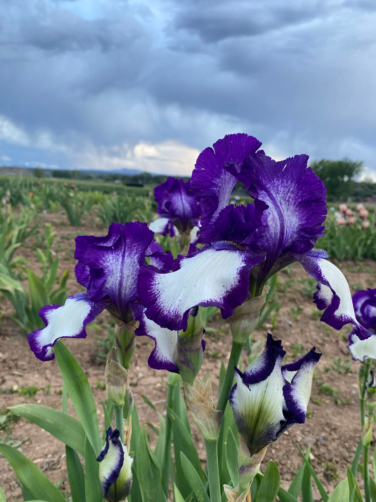 Stepping Ripple Stepping Out – Ripple Effect Iris Farm
