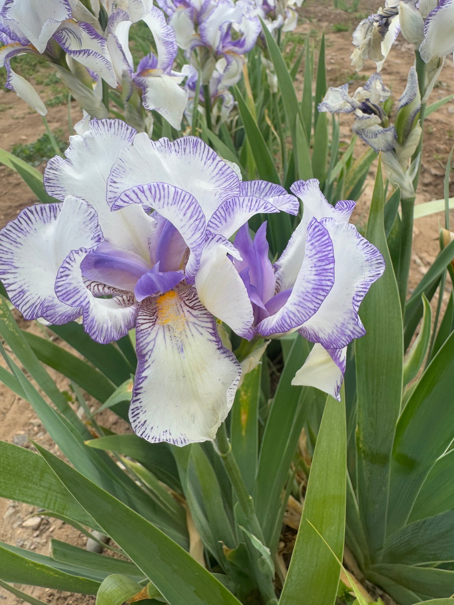 Swertii
