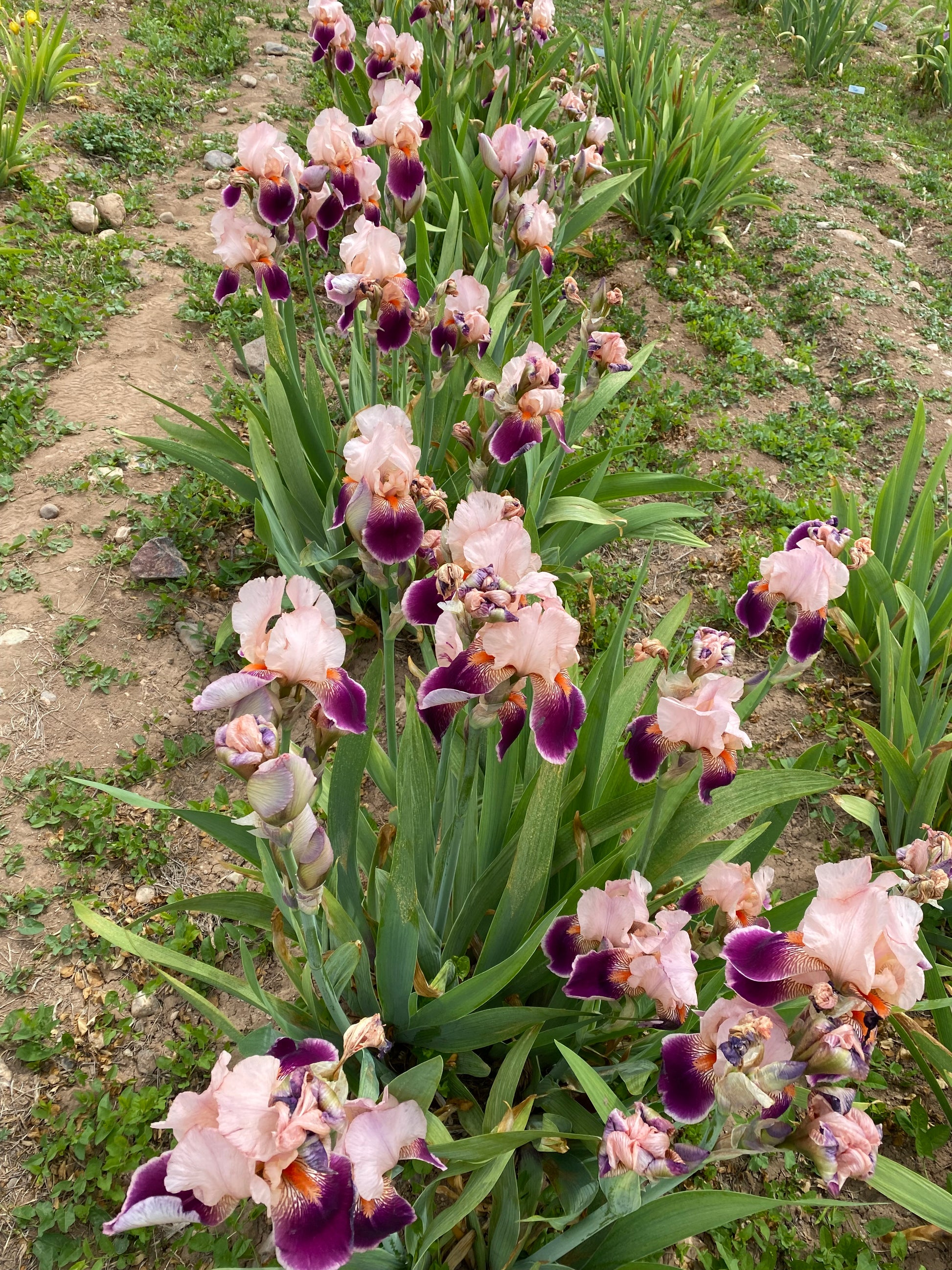 Gay Geisha – Ripple Effect Iris Farm