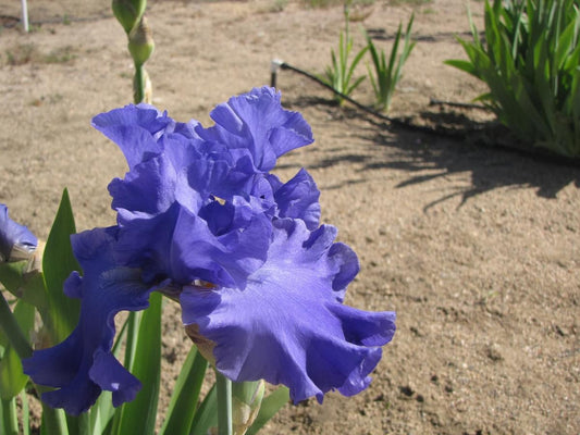 Yaquina Blue